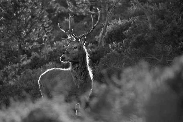 Red Deer Stag  Picture Board by Macrae Images
