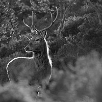 Buy canvas prints of Red Deer Stag  by Macrae Images