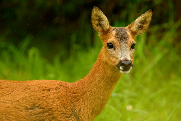 Roe Deer Picture Board by Macrae Images
