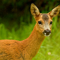 Buy canvas prints of Roe Deer by Macrae Images