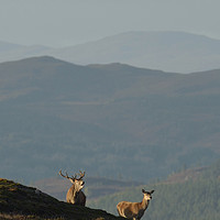 Buy canvas prints of Red Deer in the Highlands  by Macrae Images