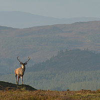 Buy canvas prints of Royal Stag in the Highlands by Macrae Images