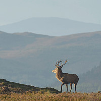 Buy canvas prints of Royal Stag  by Macrae Images