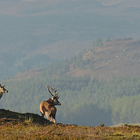 Buy canvas prints of Red Deer in the Highlands by Macrae Images