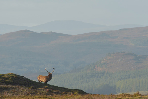 Royal Stag in the Highlands  Picture Board by Macrae Images