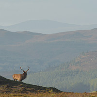 Buy canvas prints of Royal Stag in the Highlands  by Macrae Images