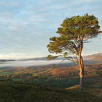 Buy canvas prints of Scots Pine by Macrae Images