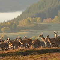 Buy canvas prints of Red Deer in Autumn by Macrae Images