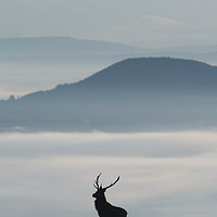 Buy canvas prints of Foggy Silhouette  by Macrae Images