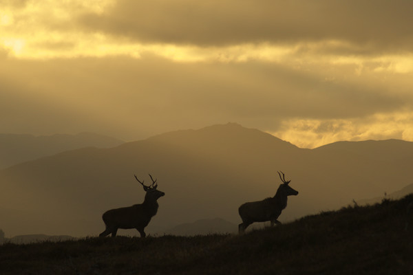 Stags Silhouette Picture Board by Macrae Images