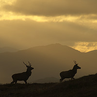 Buy canvas prints of Stags Silhouette by Macrae Images