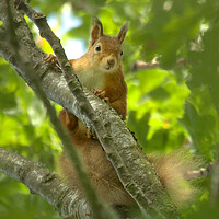 Buy canvas prints of Red Squirrel by Macrae Images