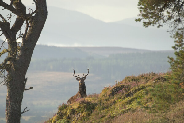 Monarch of the Glen Picture Board by Macrae Images