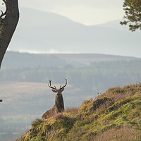 Buy canvas prints of Monarch of the Glen by Macrae Images