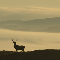 Buy canvas prints of Lone Stag by Macrae Images