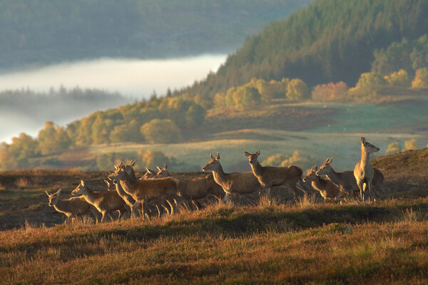 Red Deer Scotland Picture Board by Macrae Images