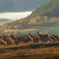 Buy canvas prints of Red Deer Scotland by Macrae Images