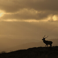 Buy canvas prints of Strathglass Silhouette by Macrae Images