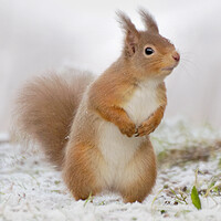 Buy canvas prints of Red Squirrel in Snow by Macrae Images