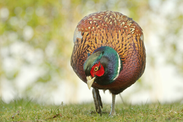 Pheasant Picture Board by Macrae Images