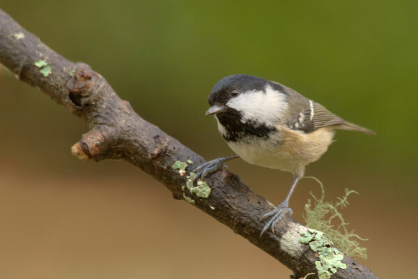 Coal Tit Picture Board by Macrae Images