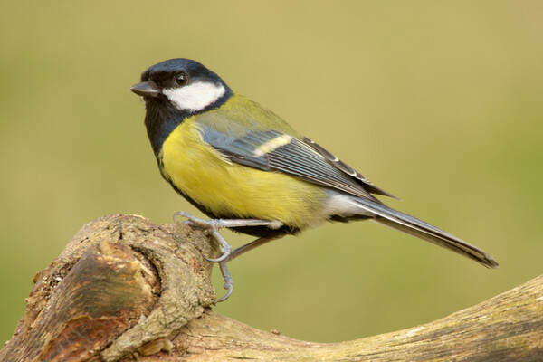 Great Tit Picture Board by Macrae Images