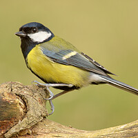 Buy canvas prints of Great Tit by Macrae Images