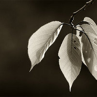 Buy canvas prints of Leaves in Black and White by Sandhya Kashyap