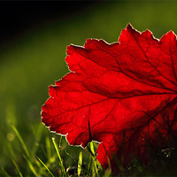 Buy canvas prints of Back lit Red leaf by Sandhya Kashyap