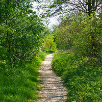 Buy canvas prints of Path to green by andrew hall