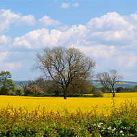 Buy canvas prints of Field in East Yorkshire by andrew hall