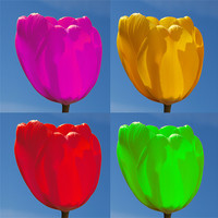 Buy canvas prints of Tulip Four Colour by andrew hall