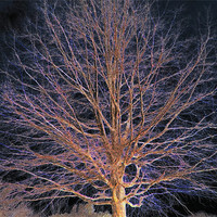 Buy canvas prints of Dark Tree by Yvette Harris