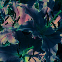 Buy canvas prints of Afflicted Lilies by Adrian Wilkins