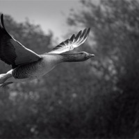 Buy canvas prints of Greylag Goose by Adrian Wilkins