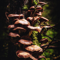 Buy canvas prints of Fungal Stump by Fraser Hetherington