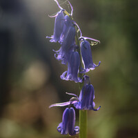 Buy canvas prints of Bluebell with spider photo bomb by Fraser Hetherington