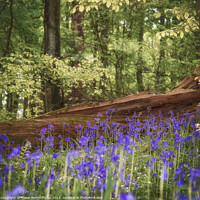 Buy canvas prints of Bluebell Woods by Fraser Hetherington