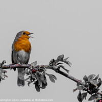 Buy canvas prints of Singing Robin by Fraser Hetherington