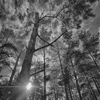 Buy canvas prints of Sunflare Tree by Fraser Hetherington