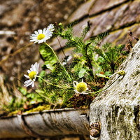 Buy canvas prints of Gutter Daisies by Fraser Hetherington