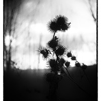 Buy canvas prints of Spiky Silhouette by Fraser Hetherington