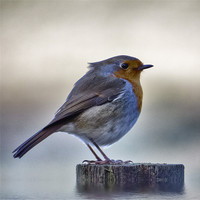Buy canvas prints of Robby the Robin by Fraser Hetherington