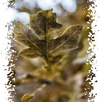 Buy canvas prints of Leaf it out by Fraser Hetherington