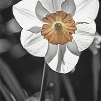 Buy canvas prints of Spring into Spring by Fraser Hetherington