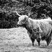 Buy canvas prints of Och Aye the Coo by Fraser Hetherington