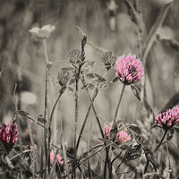 Buy canvas prints of Wild Flowers by Fraser Hetherington
