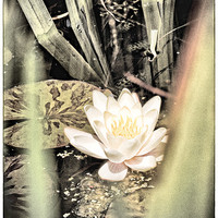 Buy canvas prints of Water Lily by Fraser Hetherington