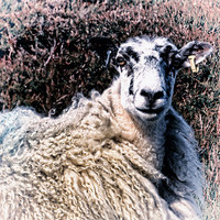 Buy canvas prints of Fashionable Sheep by Fraser Hetherington