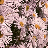 Buy canvas prints of Wall of Daisy by Fraser Hetherington